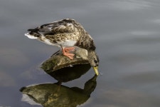 [100+] Mallard Wallpapers | Wallpapers.com
