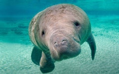 [100+] Manatee Wallpapers | Wallpapers.com