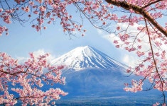 [100+] Anime Cherry Blossom Wallpapers | Wallpapers.com
