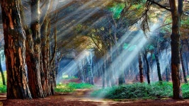 [100+] Mystical Forest Wallpapers | Wallpapers.com