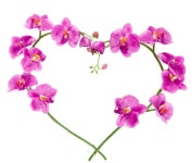 Download Orchid 1600 X 1359 Background | Wallpapers.com