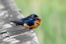 [100+] Swallow Bird Wallpapers | Wallpapers.com