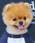 [800+] Cute Dog Pictures | Wallpapers.com