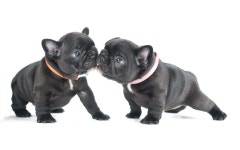 [600+] Puppy Pictures | page 7 | Wallpapers.com [600+] Puppy Pictures | Wallpapers.com