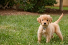[200+] Puppy Dog Pictures | Wallpapers.com