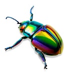 [300+] Beetle Png Images | page 2 | Wallpapers.com [300+] Beetle Png Images | Wallpapers.com