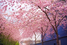 [100+] Sakura Blossom Wallpapers | Wallpapers.com