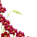 [300+] Red Flowers Png Images | Wallpapers.com