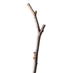 [100+] Twig Png Images | Wallpapers.com