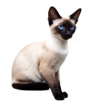 [200+] Cats Png Images | page 3 | Wallpapers.com [200+] Cats Png Images | Wallpapers.com