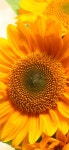Download A Close Up Of A Sunflower | Wallpapers.com