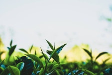 [100+] Tea Garden Wallpapers | Wallpapers.com