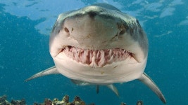 [100+] Tiger Shark Wallpapers | Wallpapers.com