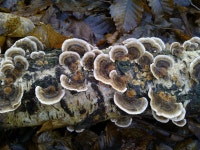 [100+] Tree Fungus Pictures | Wallpapers.com