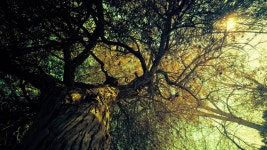 Download Trending Sunlight And Old Oak Tree Wallpaper | Wallpapers.com