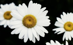[400+] Daisy Wallpapers | page 3 | Wallpapers.com [400+] Daisy Wallpapers | Wallpapers.com