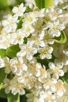 Download White Flowers 3225 X 4837 Background | Wallpapers.com