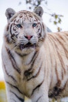 Download White Tiger Pictures 3712 x 5568 | Wallpapers.com