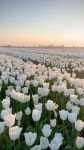 [100+] White Tulips Aesthetic Wallpapers | Wallpapers.com