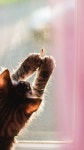 [100+] Cat Iphone Wallpapers | Wallpapers.com