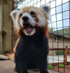 [200+] Red Panda Pictures | Wallpapers.com