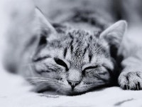 [100+] Black And White Cat Wallpapers | Wallpapers.com
