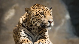 [100+] Black Jaguar Wallpapers | Wallpapers.com