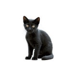 [300+] Kitten Png Images | page 2 | Wallpapers.com [300+] Kitten Png Images | Wallpapers.com