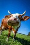 Download Curious Brown Cow Blue Sky Wallpaper | Wallpapers.com
