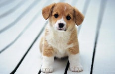[500+] Cute Dog Wallpapers | page 2 | Wallpapers.com [500+] Cute Dog Wallpapers | Wallpapers.com