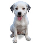 Download Cute Dog Transparent Png 59 | Wallpapers.com