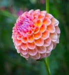 [200+] Dahlia Pictures | page 2 | Wallpapers.com [200+] Dahlia Pictures | Wallpapers.com