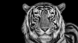 Download Dark Tiger Pc Wallpaper | Wallpapers.com