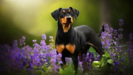 [100+] Doberman Wallpapers | page 2 | Wallpapers.com [100+] Doberman Wallpapers | Wallpapers.com
