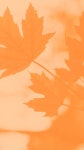 Download Fall 2160 X 3840 Background | Wallpapers.com