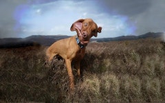Download Caption: Unleashing the Joy: A Funny Dog in Playful Mood Wallpaper | Wallpapers.com