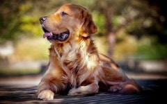 Download Cuddly Golden Retriever Puppy | Wallpapers.com