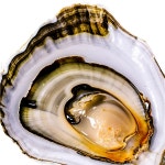 [100+] Oyster PNG | Page 2 | Wallpapers.com [100+] Oyster PNG | Page 2