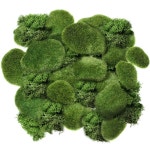 [100+] Green Moss Wallpapers | Wallpapers.com