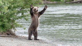 [400+] Bear Wallpapers | page 5 | Wallpapers.com [400+] Bear Wallpapers | Wallpapers.com