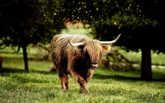 Download Highland Cow Walking On Grass Wallpaper | Wallpapers.com