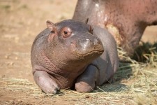 Download Cute Hippo Spotted in the Wild | Wallpapers.com