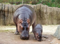 Download A Hippopotamus And A Baby Hippopotamus | Wallpapers.com