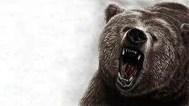 [100+] Kodiak Bear Wallpapers | Wallpapers.com