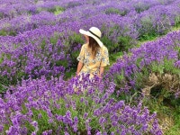 [1200+] Lavender Wallpapers | Page 20 | Wallpapers.com [1200+] Lavender Wallpapers | Page 20