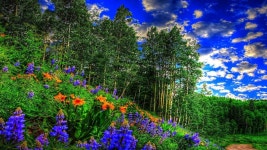 Download Lavenders In The Redwood Forest Wallpaper | Wallpapers.com