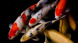 [100+] Live Koi Fish Wallpapers | Wallpapers.com
