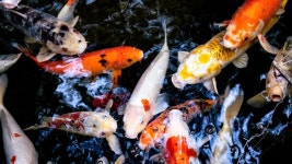 [100+] Beautiful Fish Wallpapers | page 2 | Wallpapers.com [100+] Beautiful Fish Wallpapers | Wallpapers.com