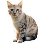 Download Lynx Point Cat Transparent 22 | Wallpapers.com