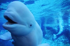 [100+] Beluga Whale Wallpapers | Wallpapers.com